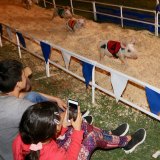 Watching the pigs at the Kings Fair.